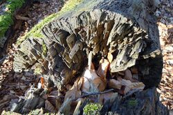 ein verrotteter Stamm
