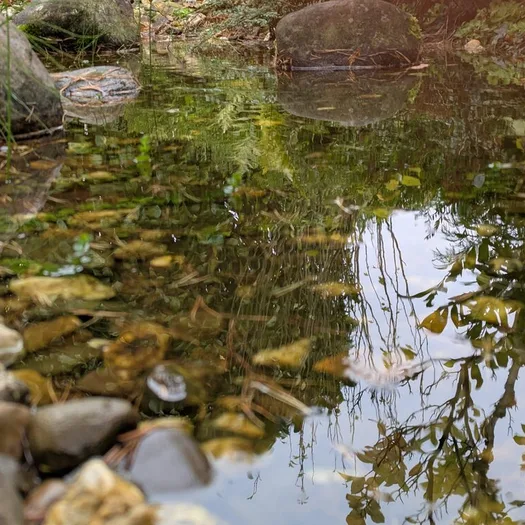 Kleiner Teich im Herbst