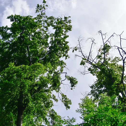 Ein gesunder und ein kranker Baum.
