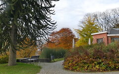 Sommerbeet mit Araucarie