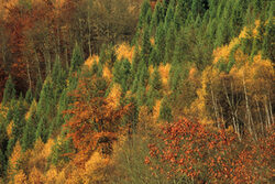 Burgholz im Herbst