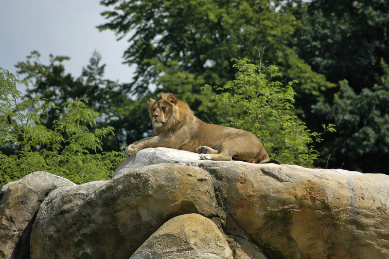 Löwe im Zoo